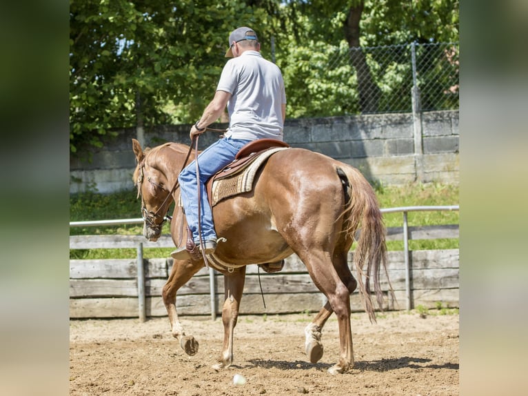 Caballo cuarto de milla Caballo castrado 3 años 148 cm Alazán in Ehingen