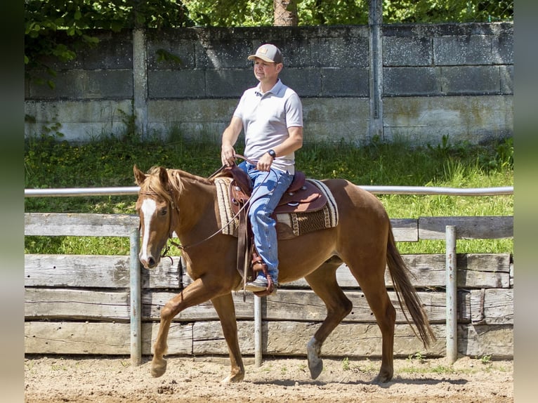 Caballo cuarto de milla Caballo castrado 3 años 148 cm Alazán in Ehingen