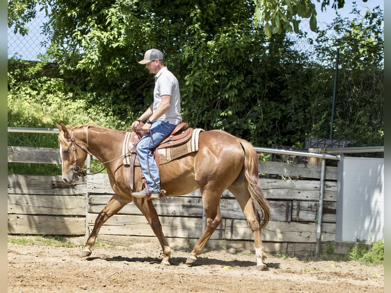 Caballo cuarto de milla Caballo castrado 3 años 148 cm Alazán in Ehingen