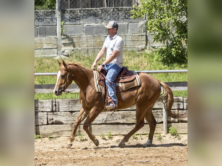Caballo cuarto de milla Caballo castrado 3 años 148 cm Alazán in Ehingen