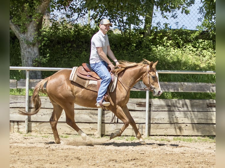 Caballo cuarto de milla Caballo castrado 3 años 148 cm Alazán in Ehingen