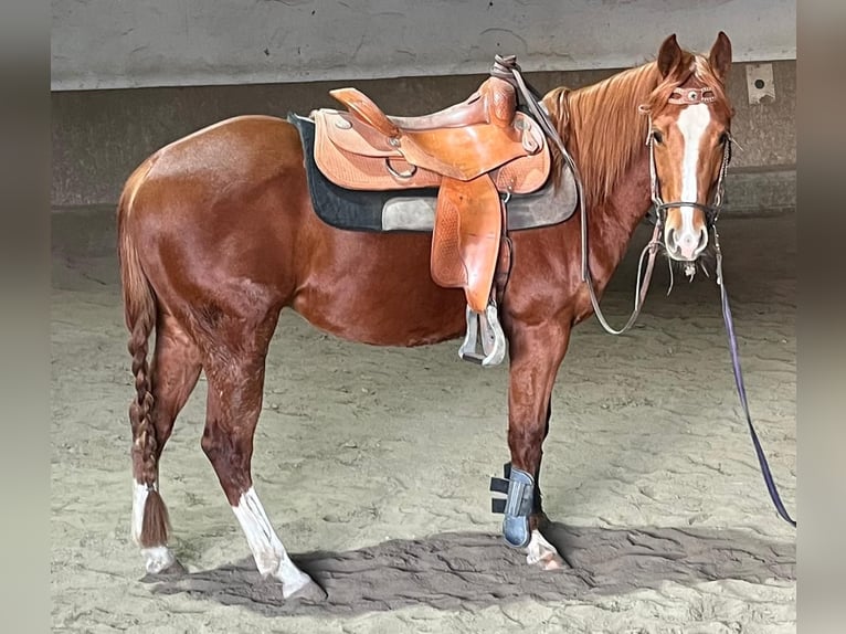 Caballo cuarto de milla Caballo castrado 3 años 148 cm Alazán-tostado in Wasserburg am Inn