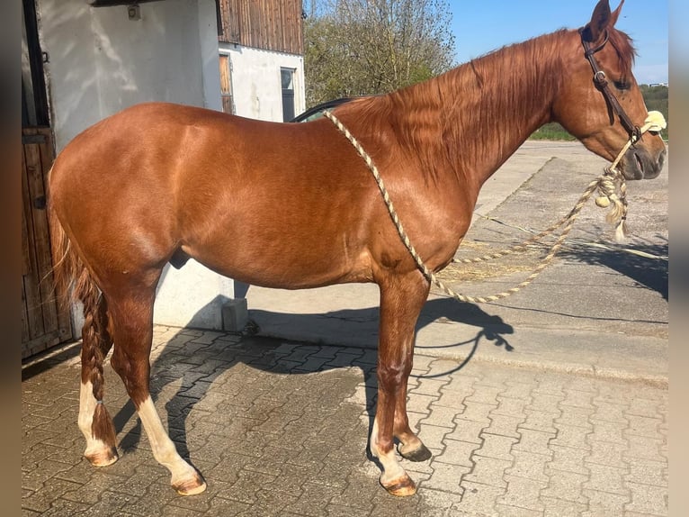 Caballo cuarto de milla Caballo castrado 3 años 148 cm Alazán-tostado in Wasserburg am Inn
