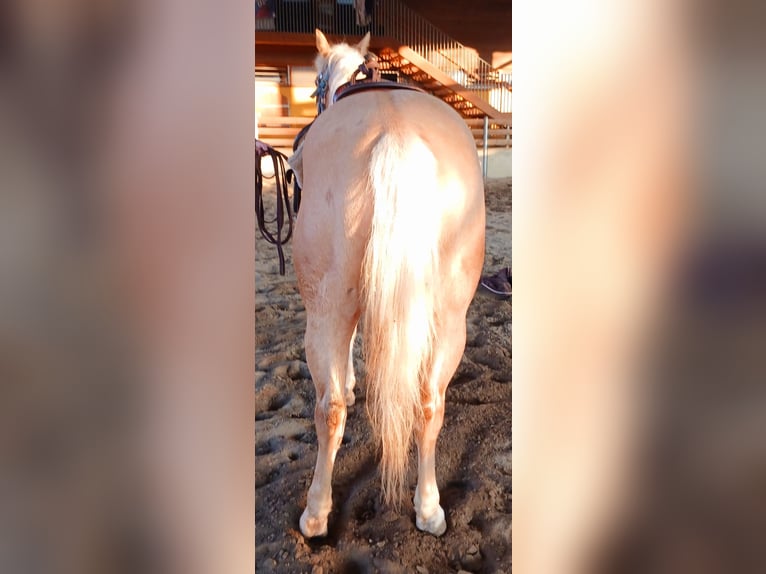 Caballo cuarto de milla Caballo castrado 3 años 148 cm Palomino in Como