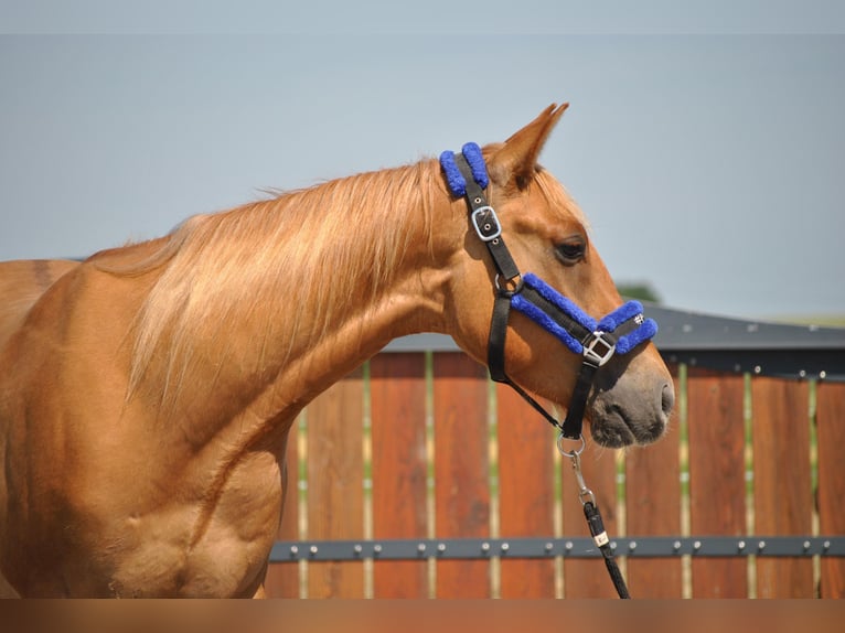 Caballo cuarto de milla Caballo castrado 3 años 148 cm Red Dun/Cervuno in Rottenburg am Neckar