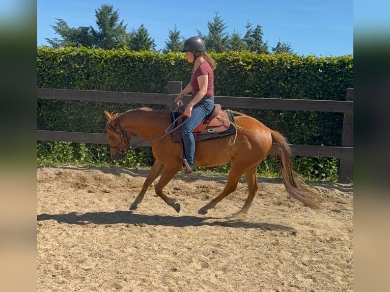 Caballo cuarto de milla Caballo castrado 3 años 148 cm Red Dun/Cervuno in Daleiden