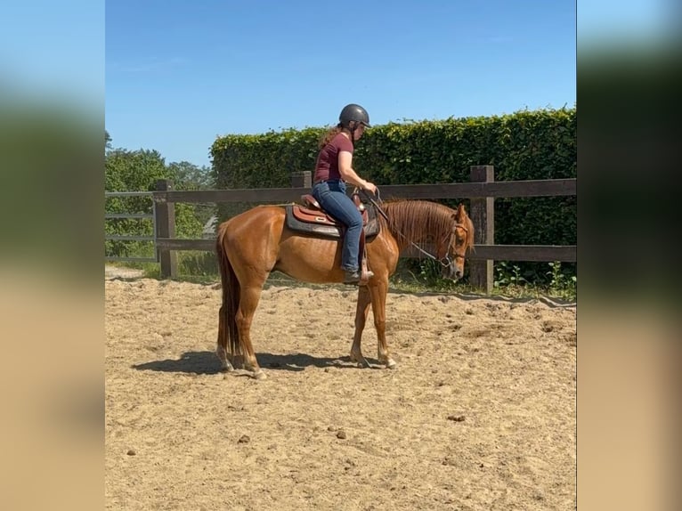 Caballo cuarto de milla Caballo castrado 3 años 148 cm Red Dun/Cervuno in Daleiden