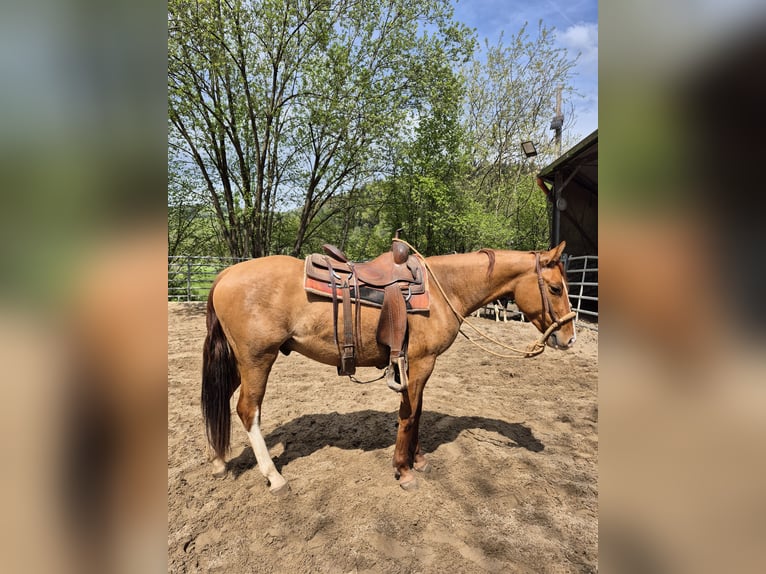 Caballo cuarto de milla Caballo castrado 3 años 148 cm Red Dun/Cervuno in Steinen