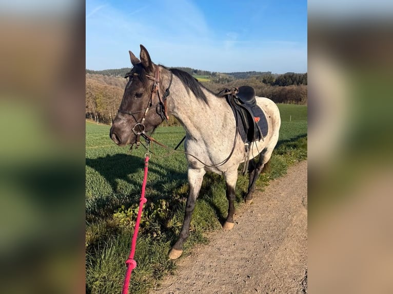 Caballo cuarto de milla Caballo castrado 3 años 149 cm Ruano azulado in Daleiden