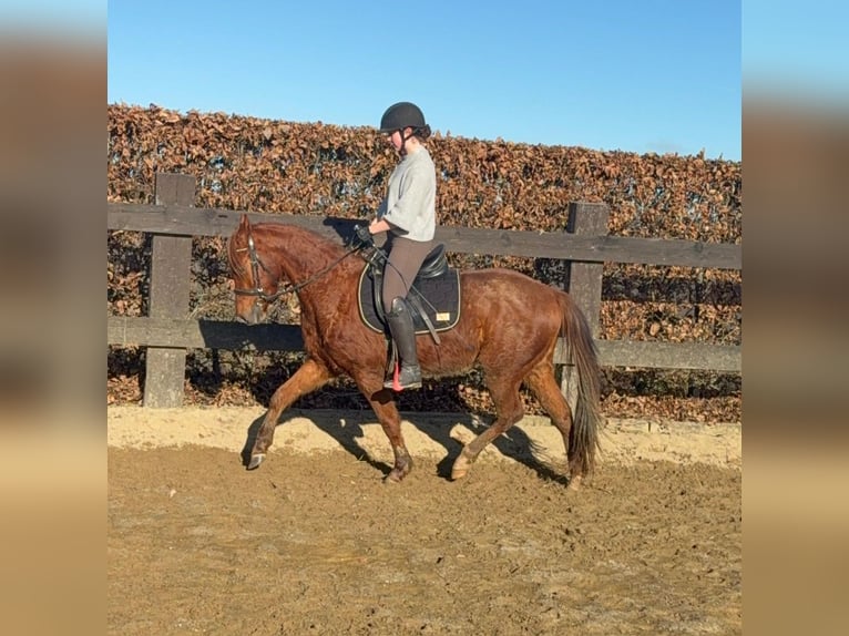 Caballo cuarto de milla Caballo castrado 3 años 150 cm Alazán in Daleiden