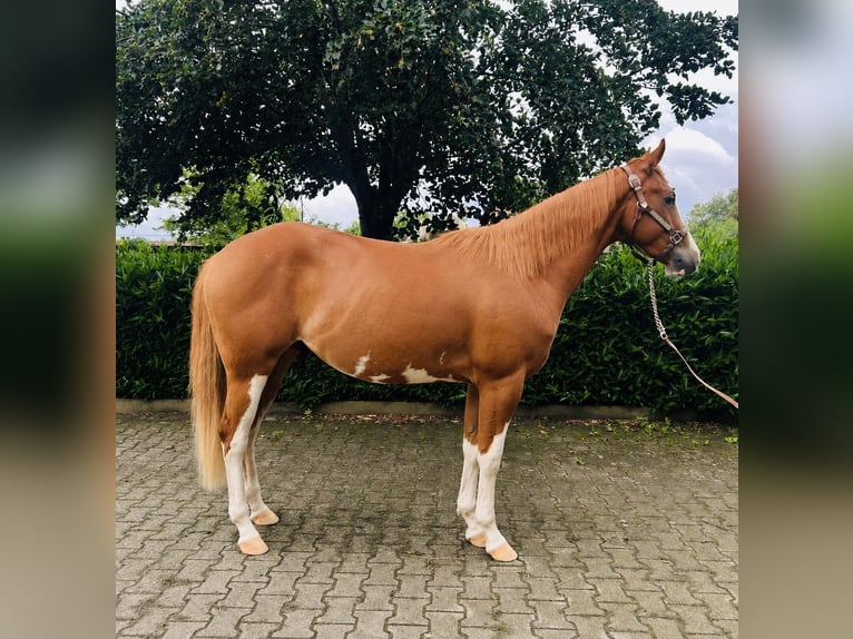 Caballo cuarto de milla Caballo castrado 3 años 150 cm Alazán in Selm