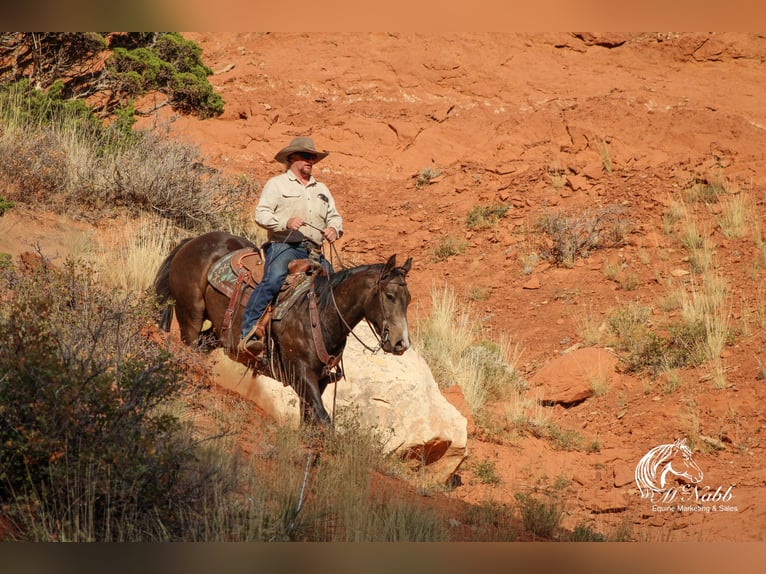 Caballo cuarto de milla Caballo castrado 3 años 150 cm Buckskin/Bayo in Cody