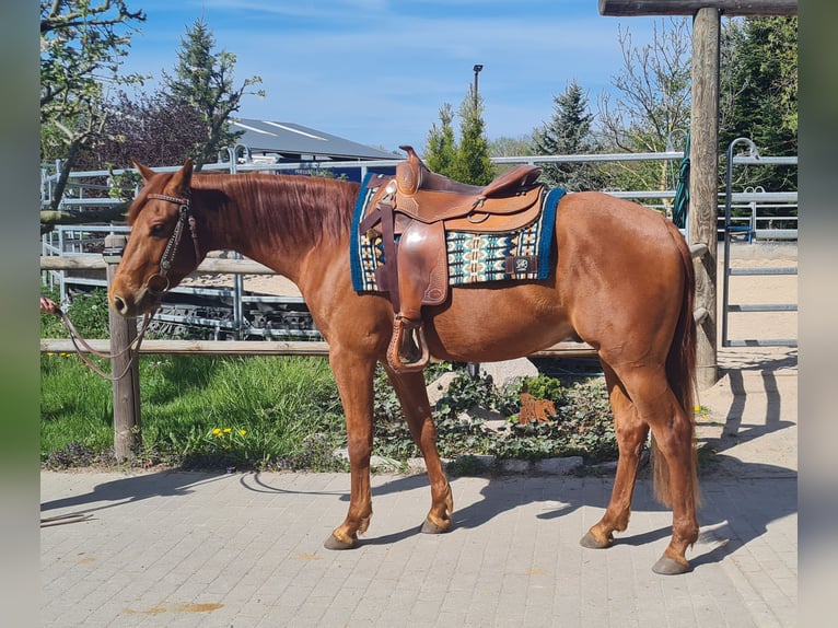 Caballo cuarto de milla Caballo castrado 3 años 150 cm  in Harth-Pöllnitz