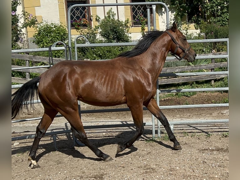 Caballo cuarto de milla Caballo castrado 3 años 150 cm Castaño in Oberdrauburg
