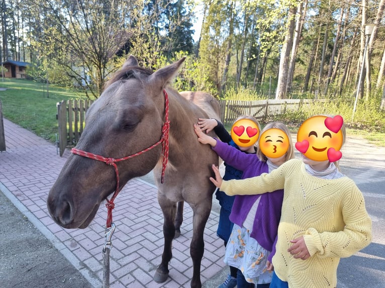 Caballo cuarto de milla Caballo castrado 3 años 150 cm Grullo in Scharnhorst