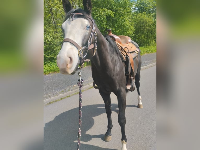 Caballo cuarto de milla Caballo castrado 3 años 150 cm Negro in Ulrichstein
