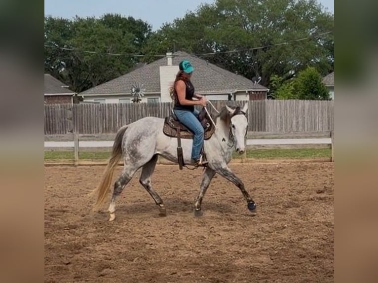 Caballo cuarto de milla Caballo castrado 3 años 151 cm Tordo in Montgomery