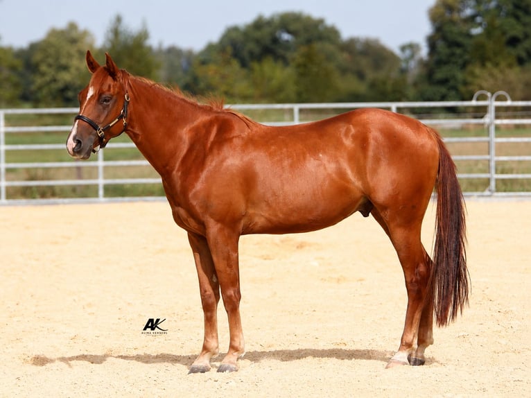 Caballo cuarto de milla Caballo castrado 3 años 152 cm Alazán in Engelsberg