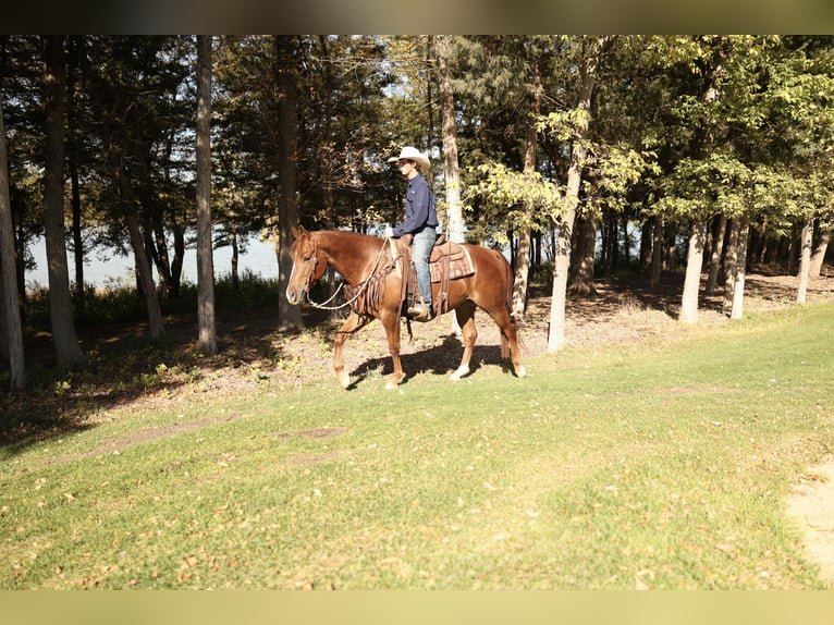 Caballo cuarto de milla Caballo castrado 3 años 152 cm Alazán-tostado in Corsica