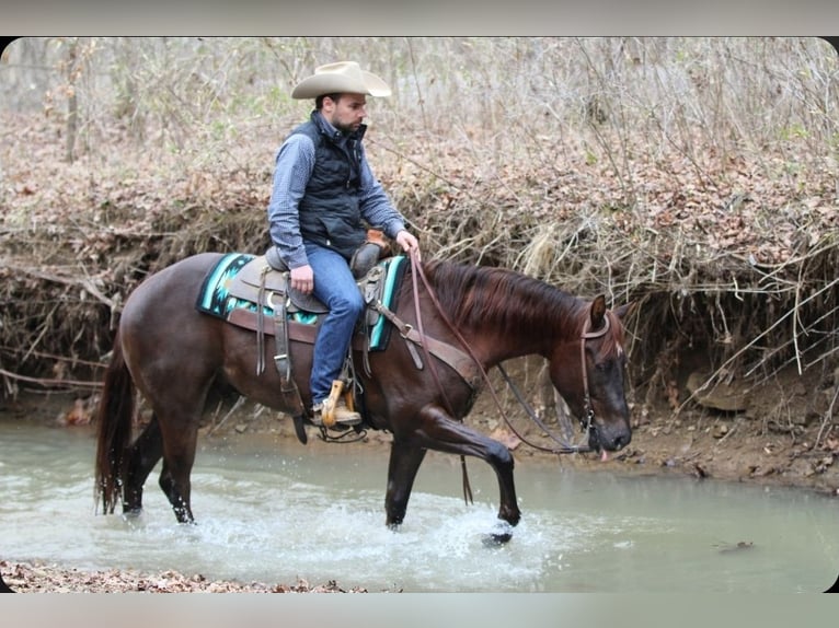 Caballo cuarto de milla Caballo castrado 3 años 152 cm Alazán-tostado in Robards