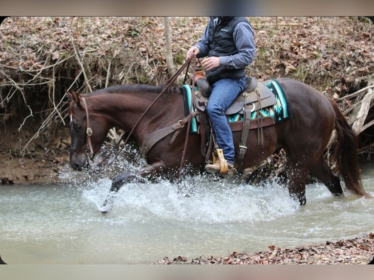 Caballo cuarto de milla Caballo castrado 3 años 152 cm Alazán-tostado in Robards