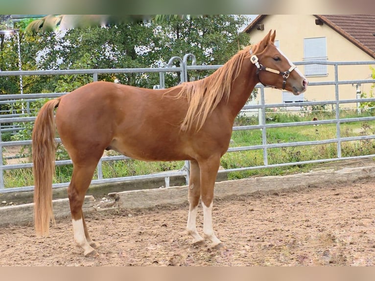 Caballo cuarto de milla Caballo castrado 3 años 152 cm Alazán in Langenbach