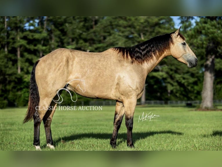 Caballo cuarto de milla Caballo castrado 3 años 152 cm Buckskin/Bayo in Münster