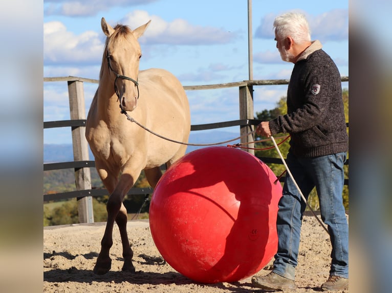 Caballo cuarto de milla Caballo castrado 3 años 152 cm Champán in Müglitztal