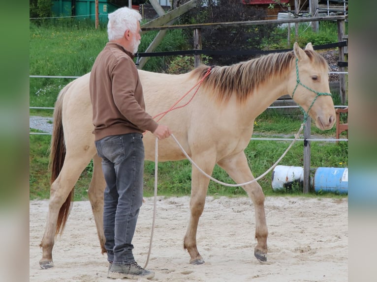 Caballo cuarto de milla Caballo castrado 3 años 152 cm Champán in Müglitztal
