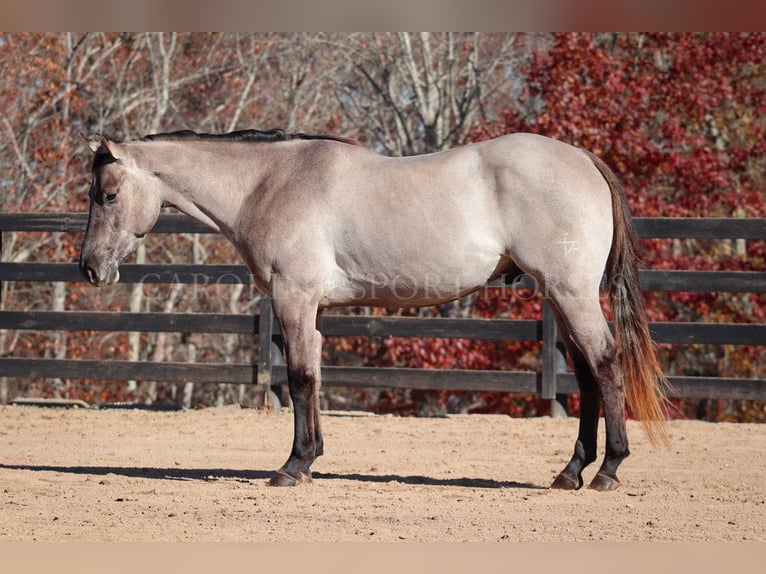 Caballo cuarto de milla Caballo castrado 3 años 152 cm Grullo in Clover