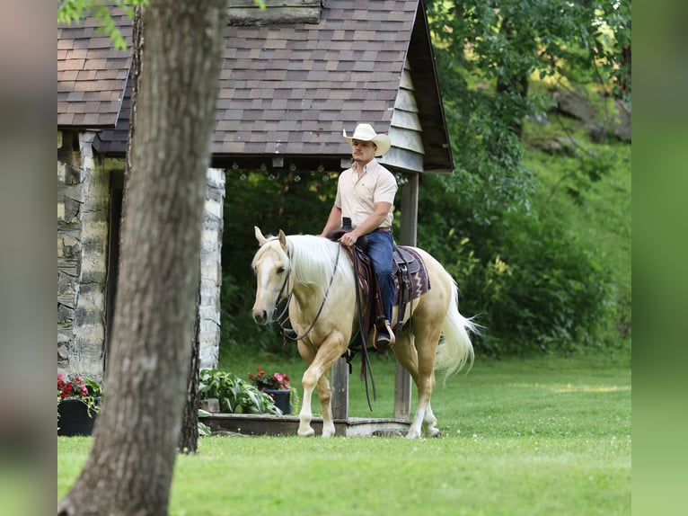 Caballo cuarto de milla Caballo castrado 3 años 152 cm Palomino in Buffalo, MO