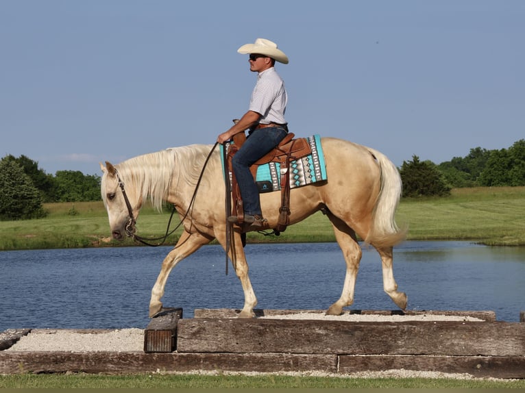 Caballo cuarto de milla Caballo castrado 3 años 152 cm Palomino in Buffalo, MO