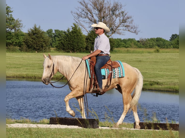 Caballo cuarto de milla Caballo castrado 3 años 152 cm Palomino in Buffalo, MO