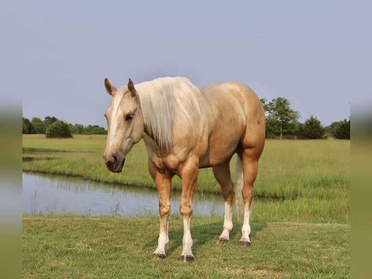 Caballo cuarto de milla Caballo castrado 3 años 152 cm Palomino in Buffalo, MO
