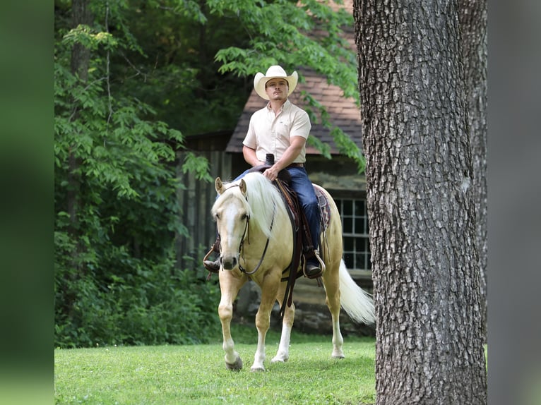 Caballo cuarto de milla Caballo castrado 3 años 152 cm Palomino in Buffalo, MO