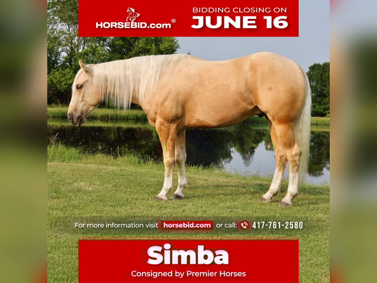 Caballo cuarto de milla Caballo castrado 3 años 152 cm Palomino in Buffalo, MO