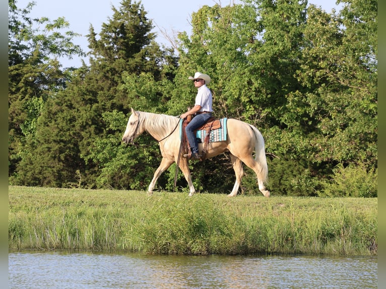 Caballo cuarto de milla Caballo castrado 3 años 152 cm Palomino in Buffalo, MO