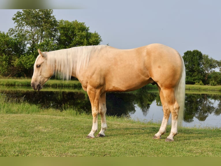 Caballo cuarto de milla Caballo castrado 3 años 152 cm Palomino in Buffalo, MO