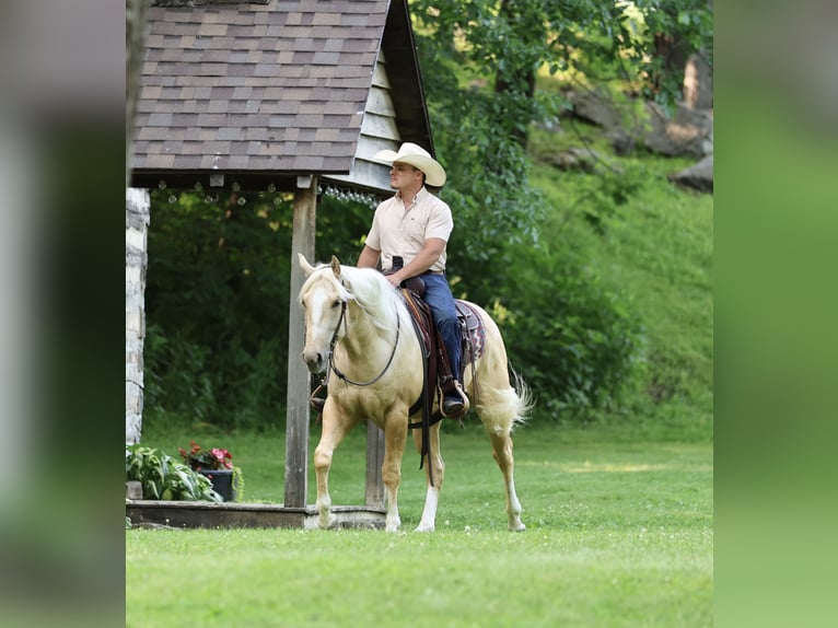 Caballo cuarto de milla Caballo castrado 3 años 152 cm Palomino in Buffalo, MO
