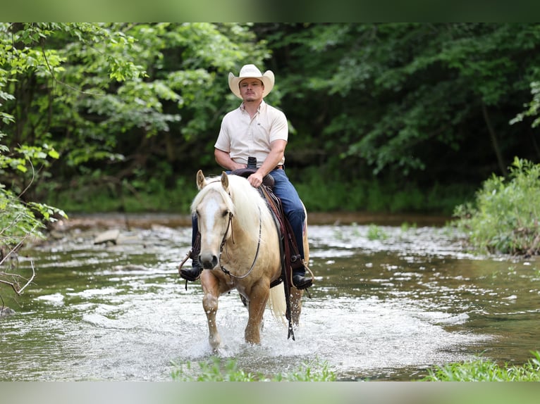 Caballo cuarto de milla Caballo castrado 3 años 152 cm Palomino in Buffalo, MO