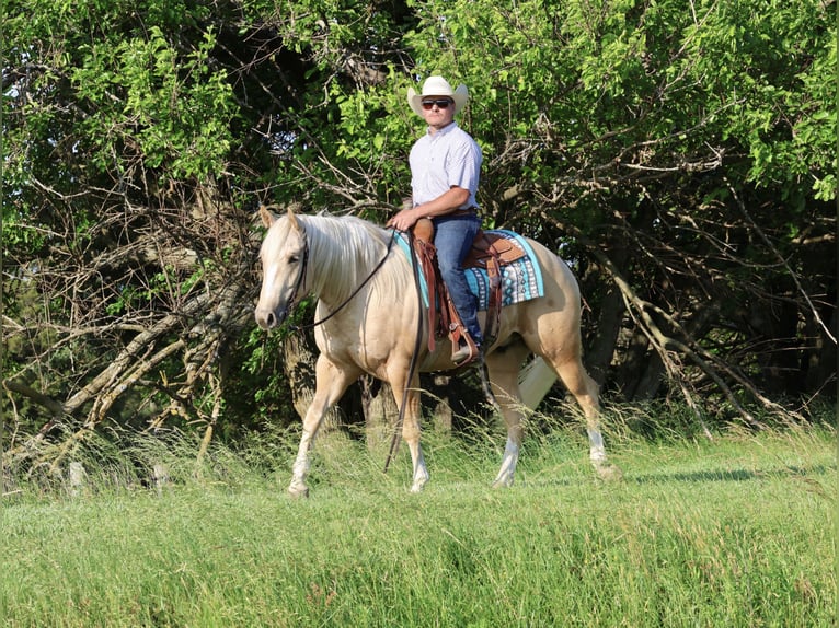 Caballo cuarto de milla Caballo castrado 3 años 152 cm Palomino in Buffalo, MO
