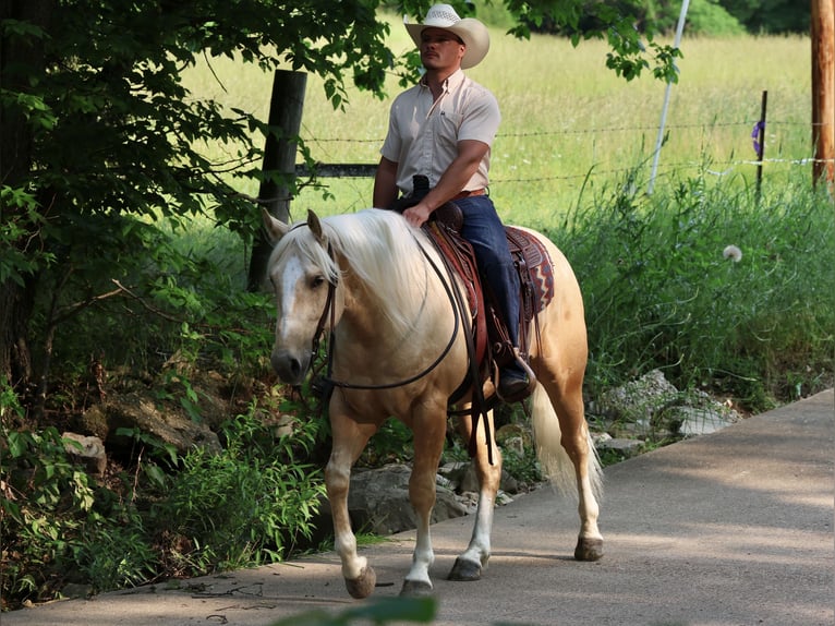Caballo cuarto de milla Caballo castrado 3 años 152 cm Palomino in Buffalo, MO