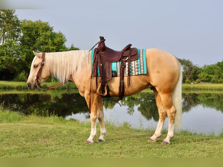 Caballo cuarto de milla Caballo castrado 3 años 152 cm Palomino in Buffalo, MO