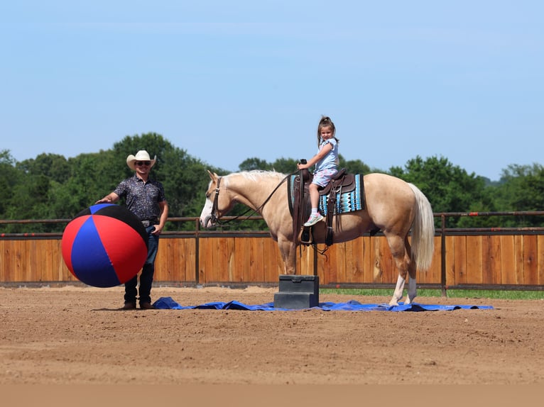 Caballo cuarto de milla Caballo castrado 3 años 152 cm Palomino in Buffalo