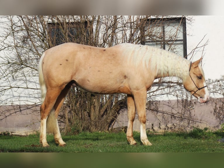 Caballo cuarto de milla Caballo castrado 3 años 152 cm Palomino in Laubach