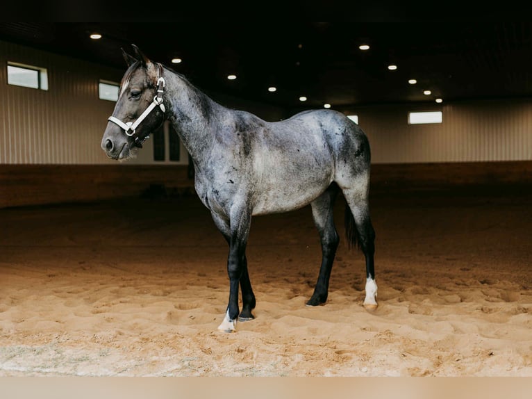Caballo cuarto de milla Caballo castrado 3 años 152 cm Ruano azulado in Selma IA