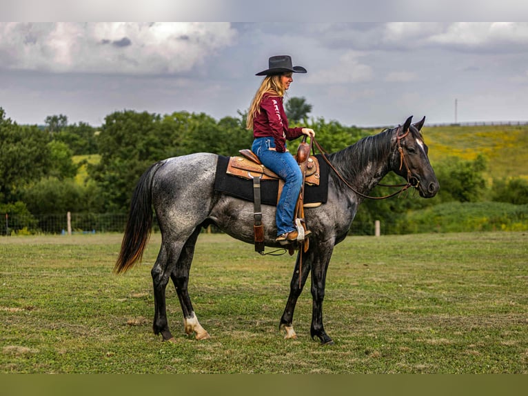 Caballo cuarto de milla Caballo castrado 3 años 152 cm Ruano azulado in Selma IA