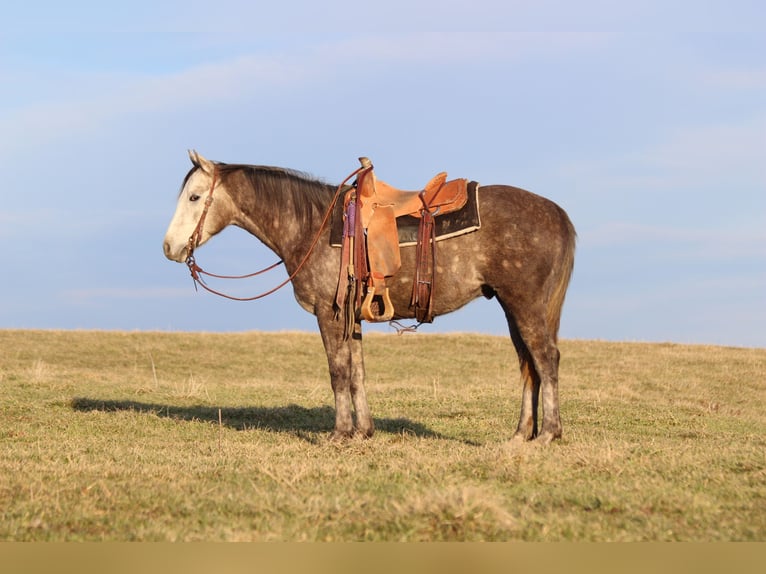 Caballo cuarto de milla Caballo castrado 3 años 152 cm Tordo in Carrollton, KY