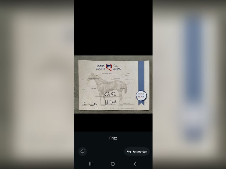 Caballo cuarto de milla Caballo castrado 3 años 153 cm Castaño oscuro in Havixbeck