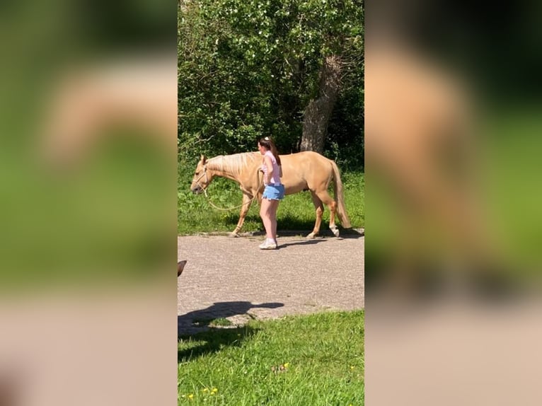 Caballo cuarto de milla Caballo castrado 3 años 153 cm Dunalino (Cervuno x Palomino) in Heemskerk
